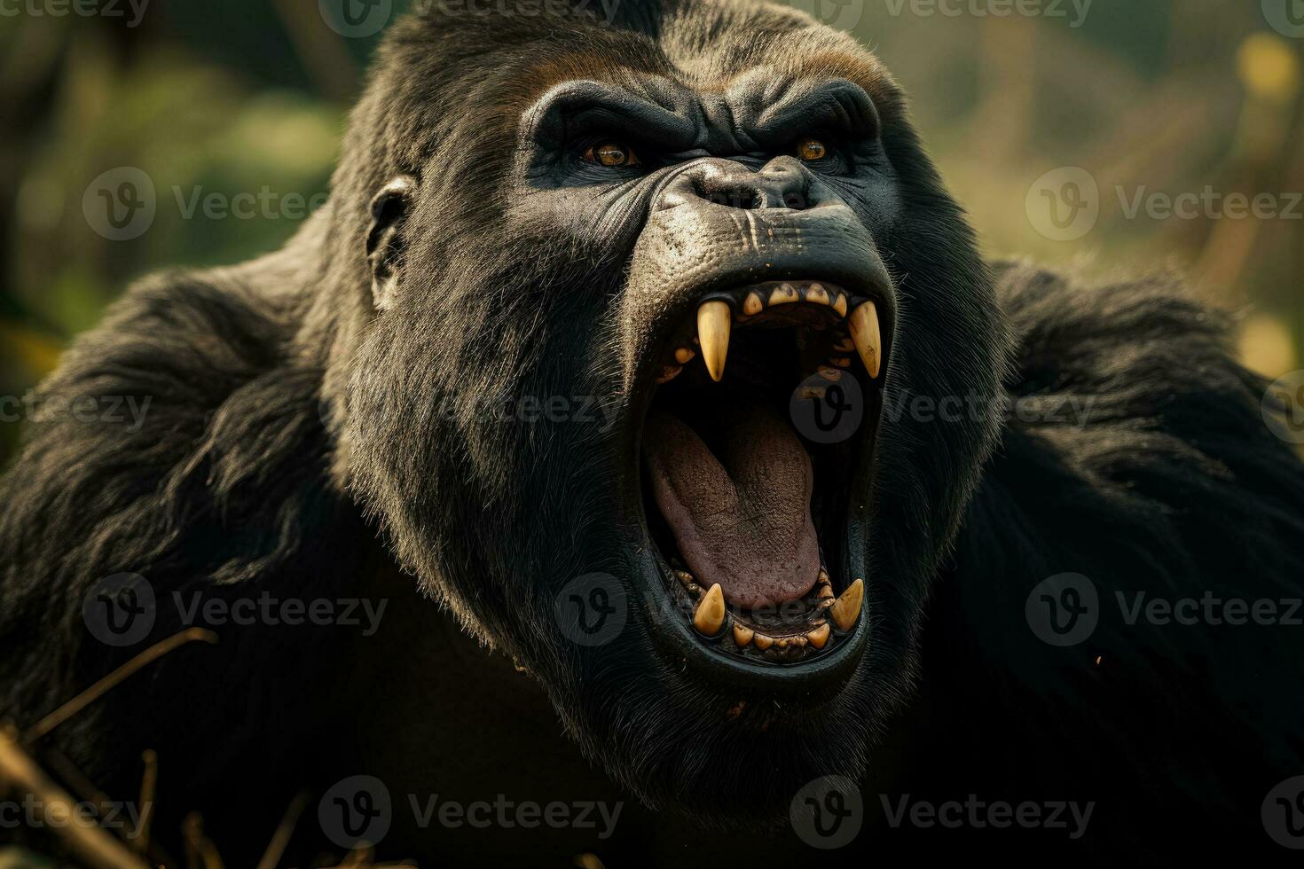 Close-up of a furious gorilla baring its teeth and glaring intensely in the wild photo