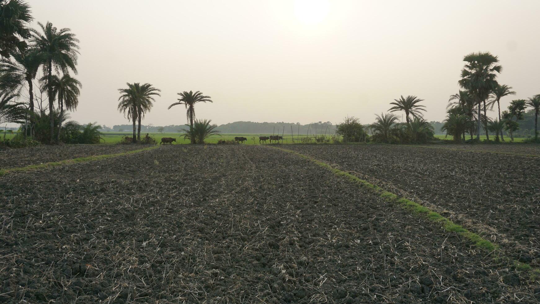 Crop field on the sunrise photo