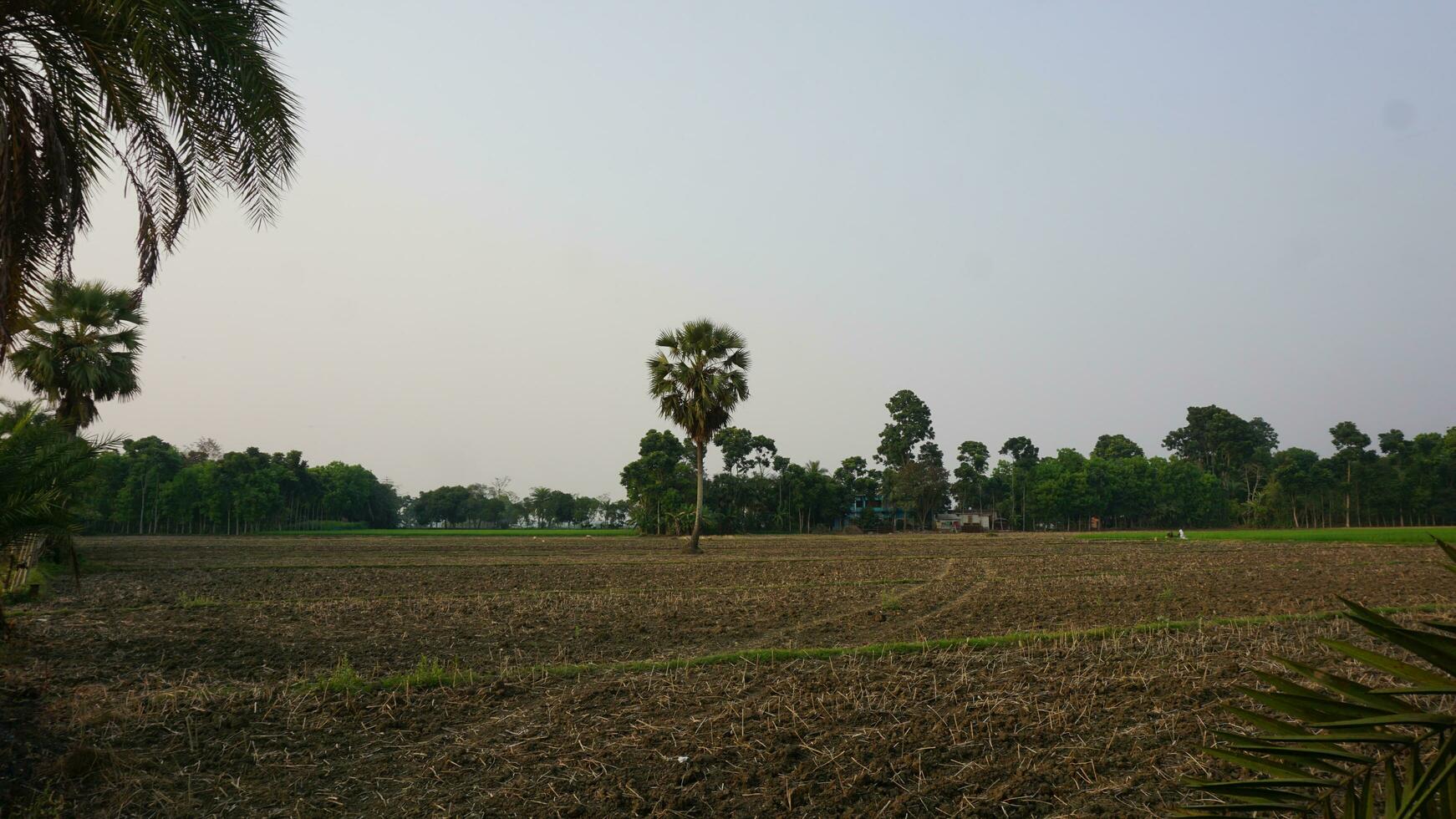 Crop field on the sunrise photo