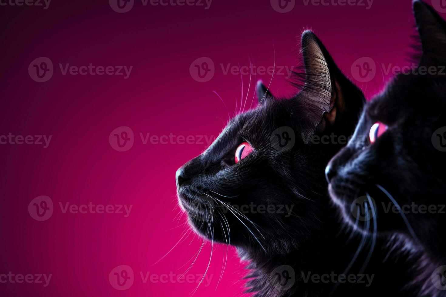 A captivating image of black cat silhouettes against a deep purple backdrop offering ample empty space for text photo