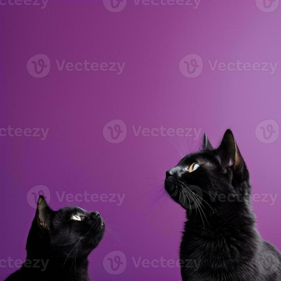 A captivating image of black cat silhouettes against a deep purple backdrop offering ample empty space for text photo