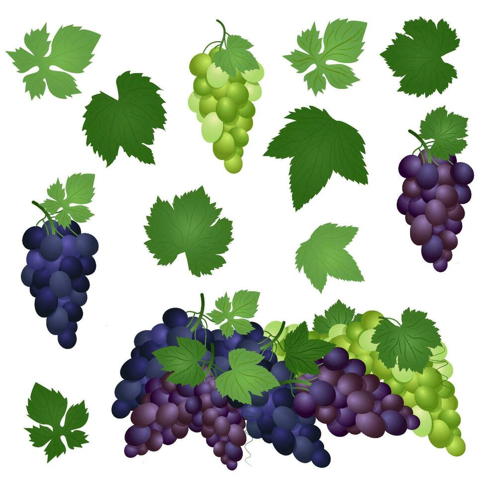 Set of green, purple and blue table grapes with leaves. Vector illustration realistic style white background.