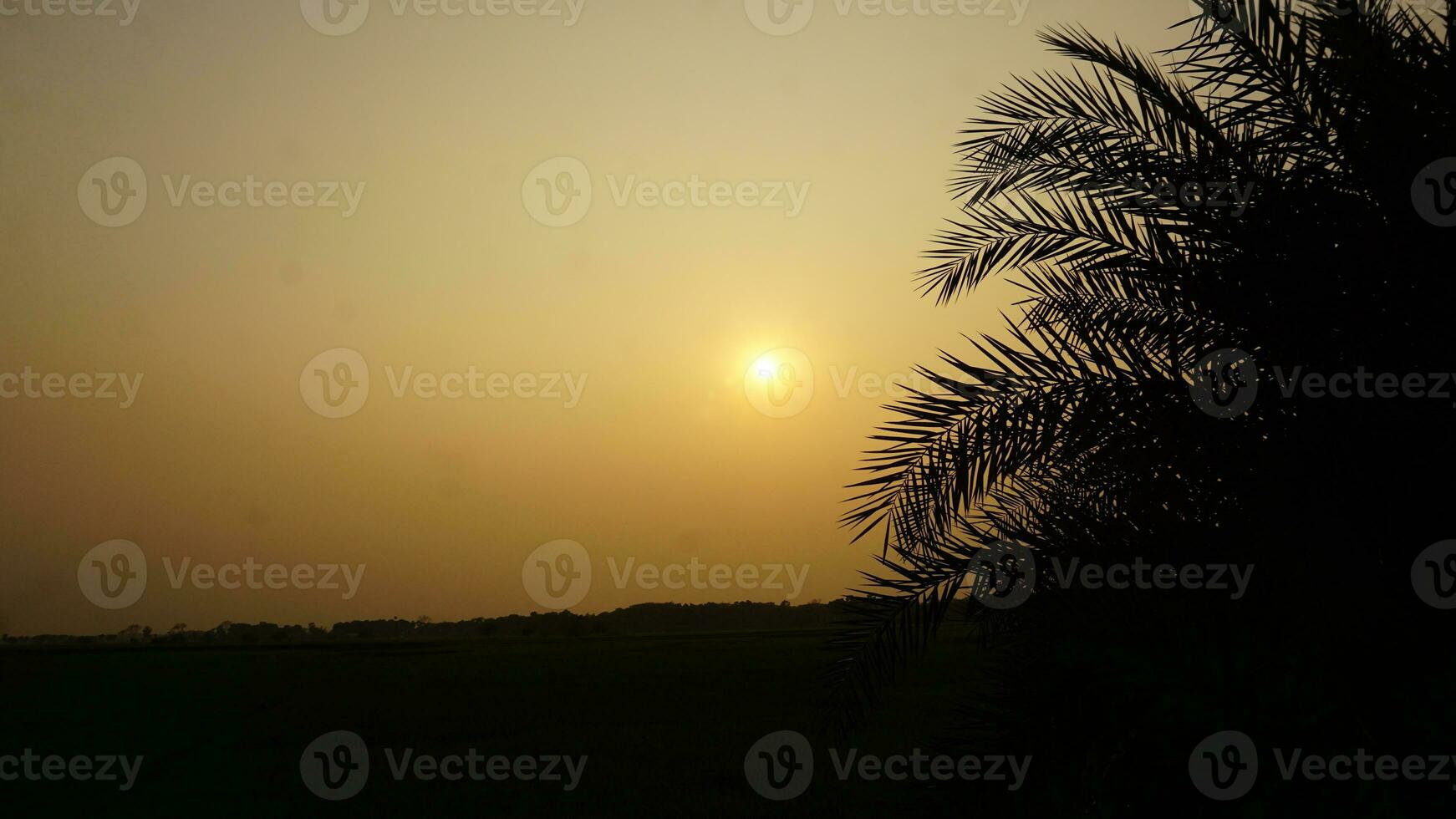 Sunset with a date tree photo