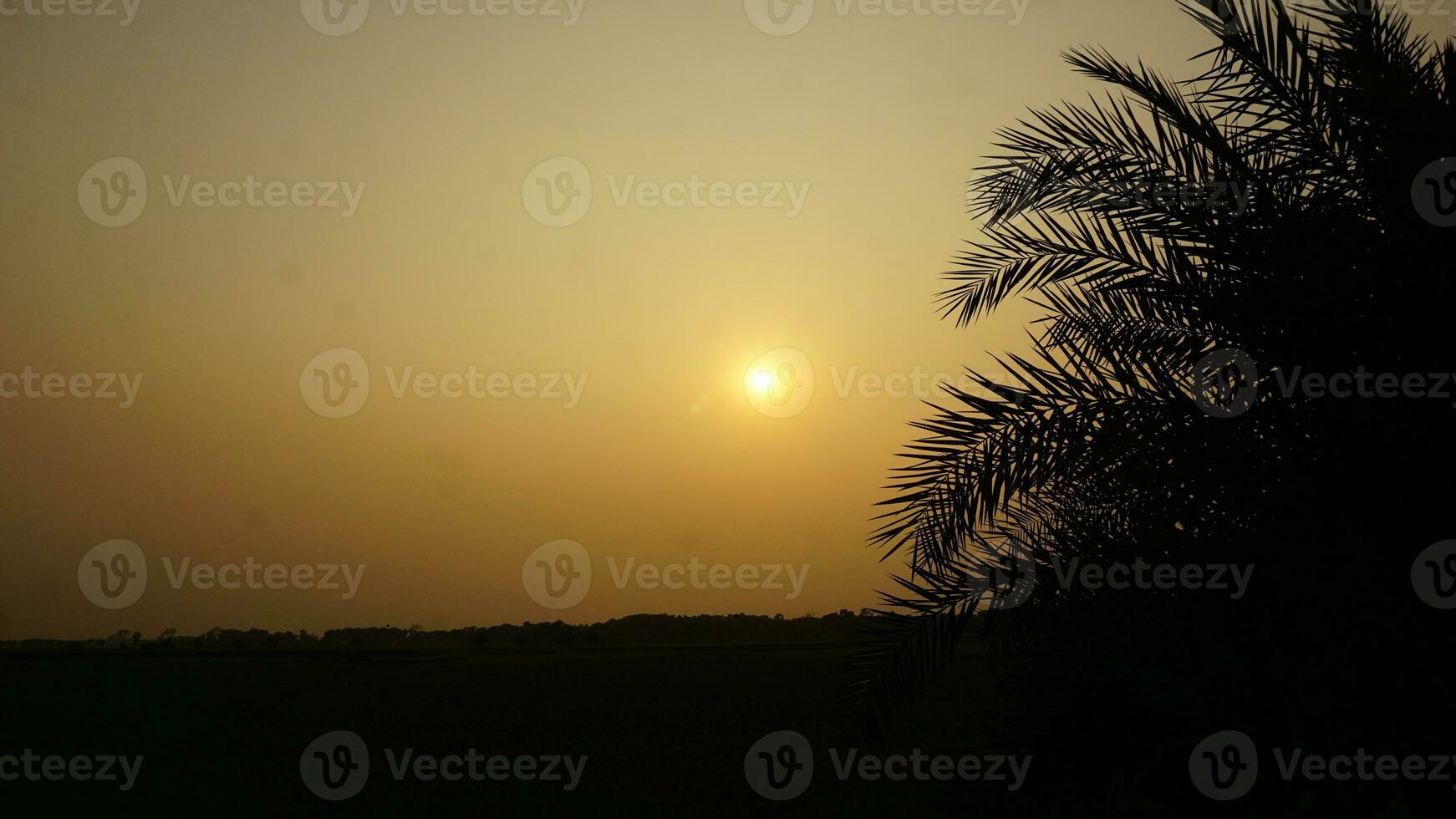 Sunset with a date tree photo