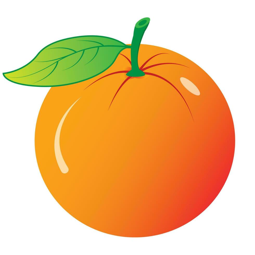 illustration of an orange fruit vector