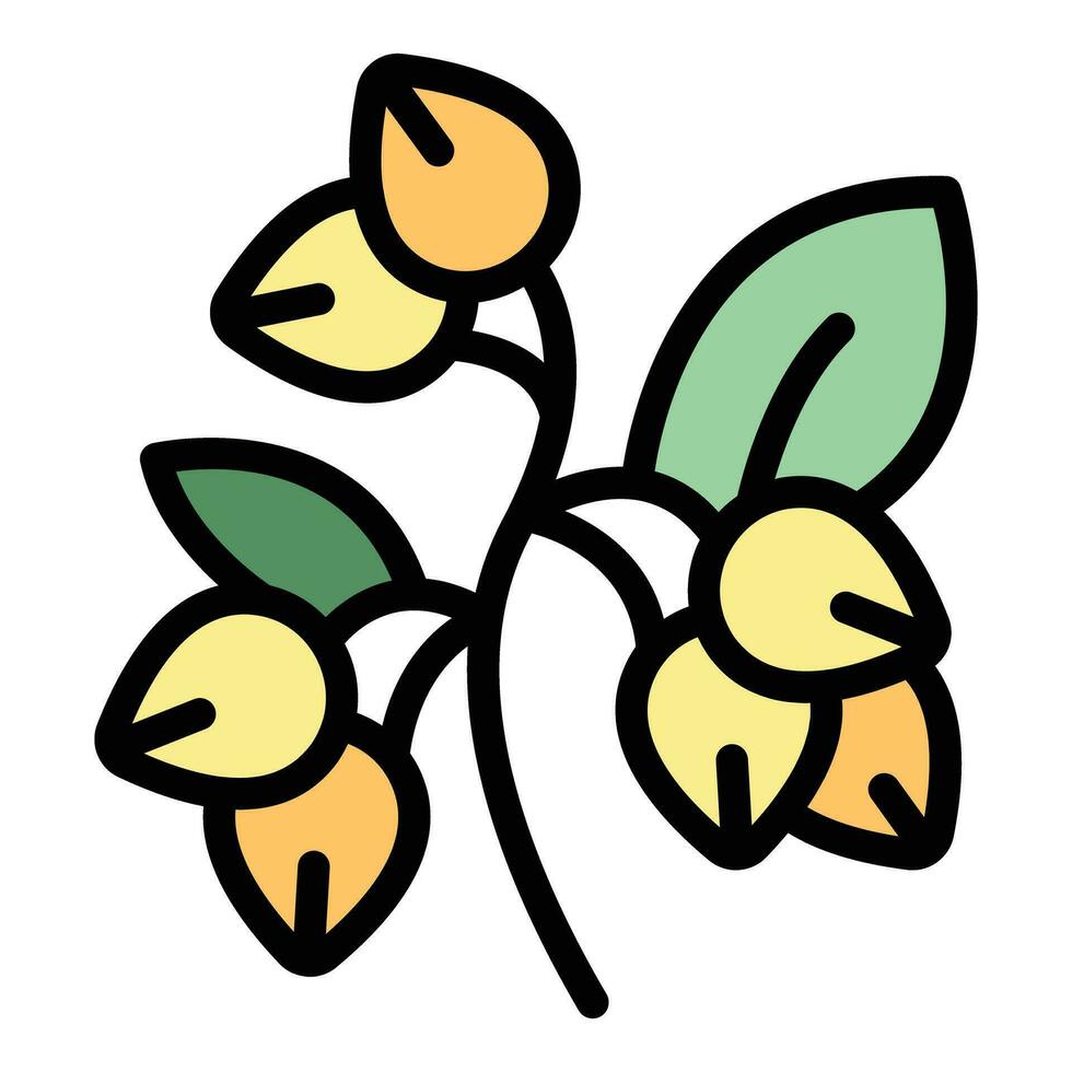 Flower buckwheat icon vector flat