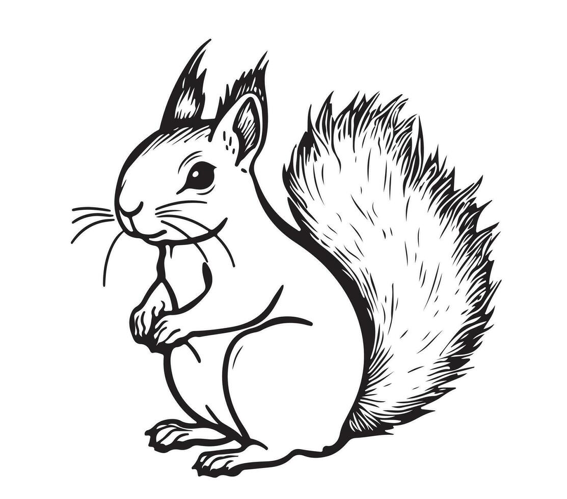 Squirrel cartoon sketch hand drawn Vector illustration Wild animals