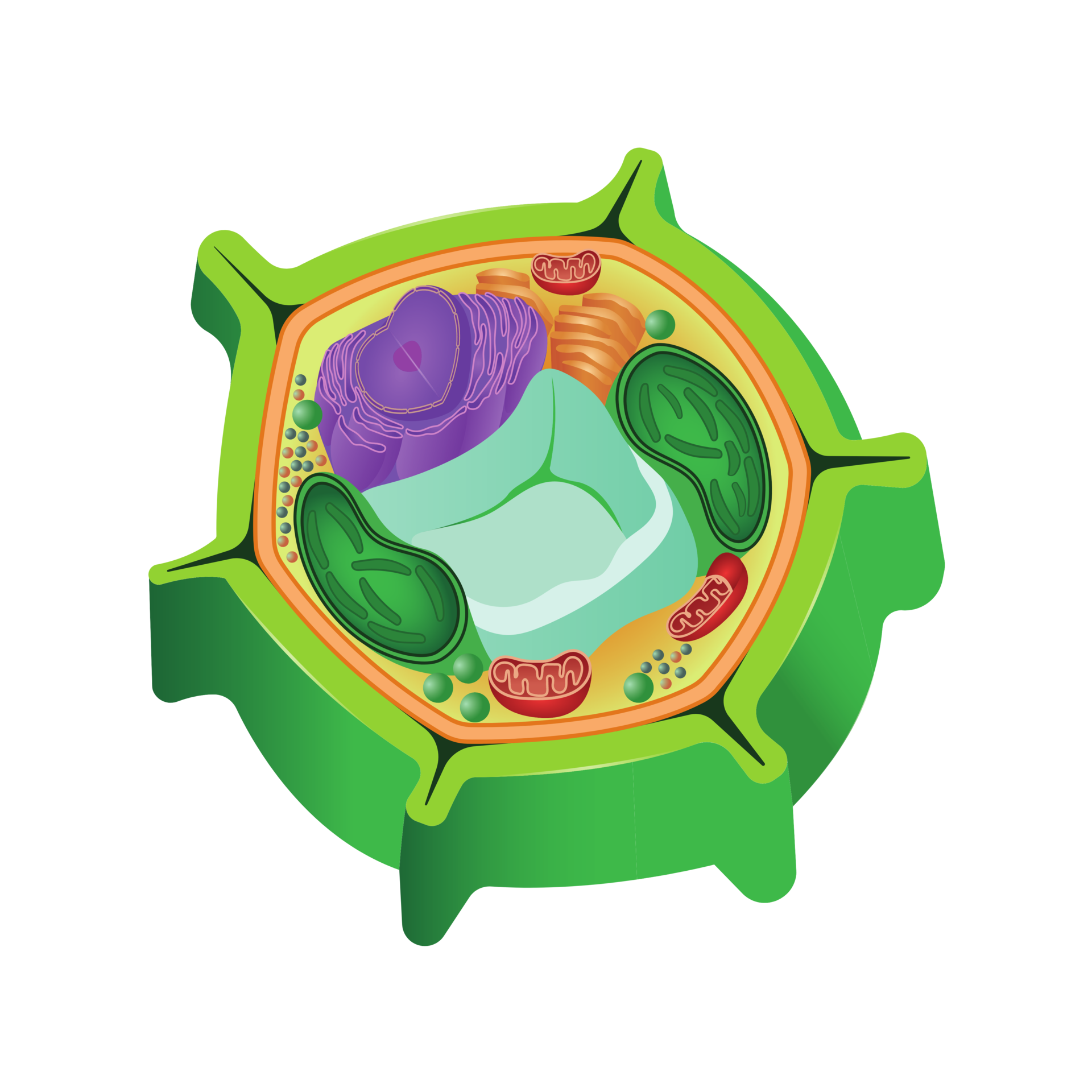 Plant Cell Cytoskeleton Cell AI Generative 28720496 PNG