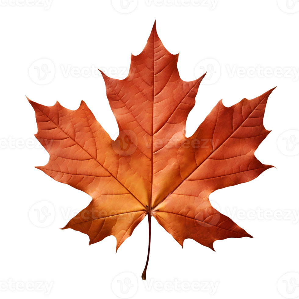 A golden maple leaf png