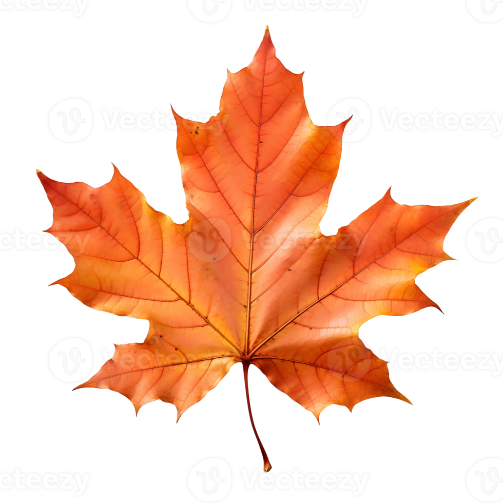 A golden maple leaf png