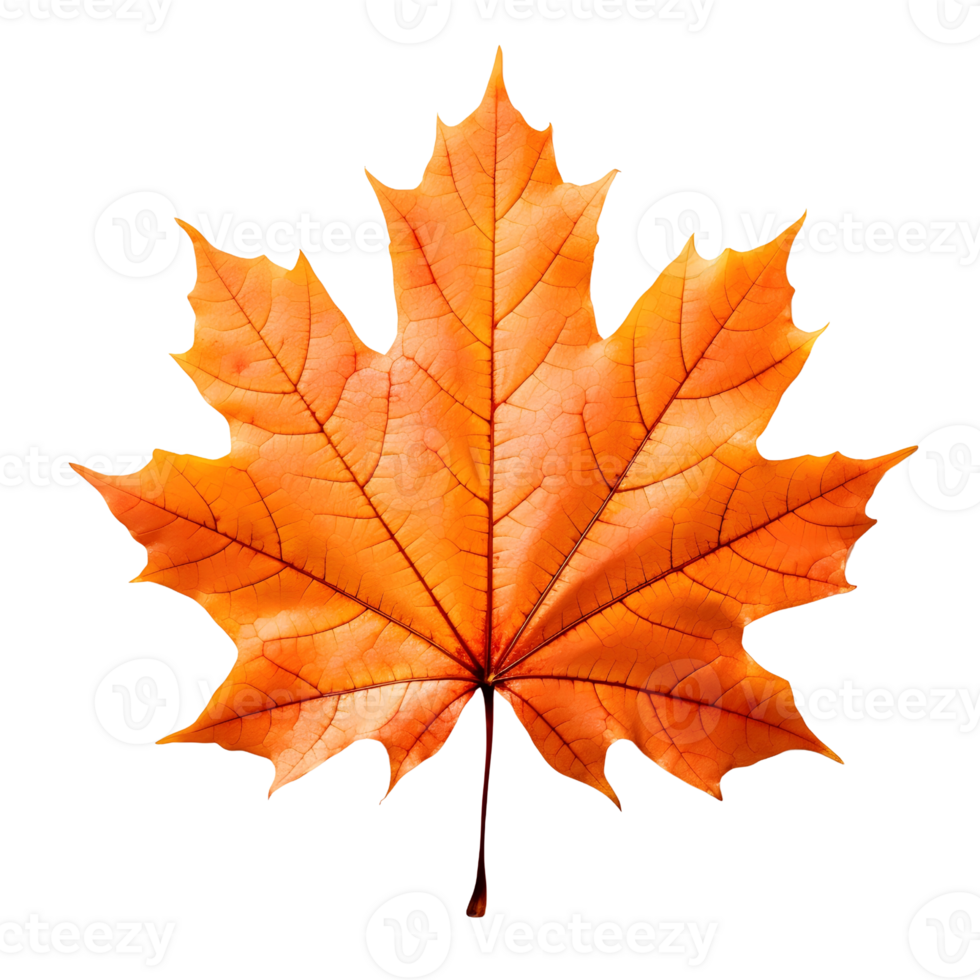 A golden maple leaf png