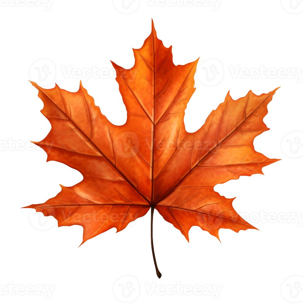 A golden maple leaf png