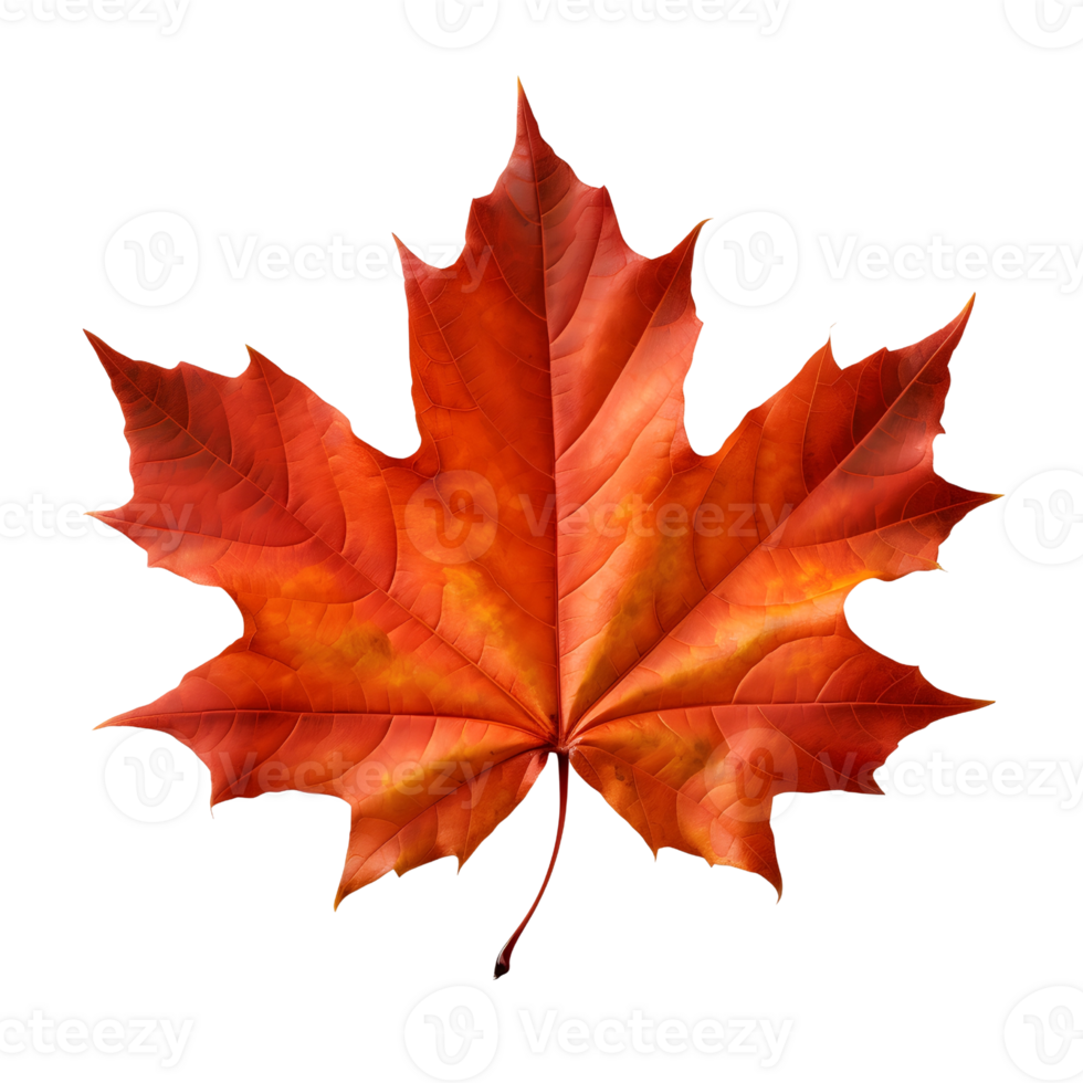 A golden maple leaf png