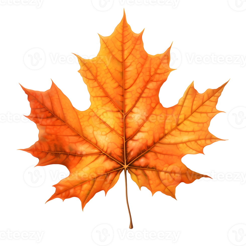 A golden maple leaf png