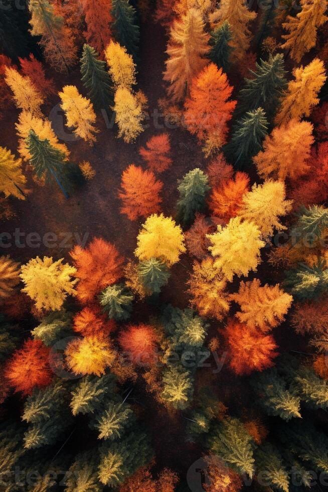 Aerial view of an enchanting autumn forest with vibrant hues of orange, red, and gold photo