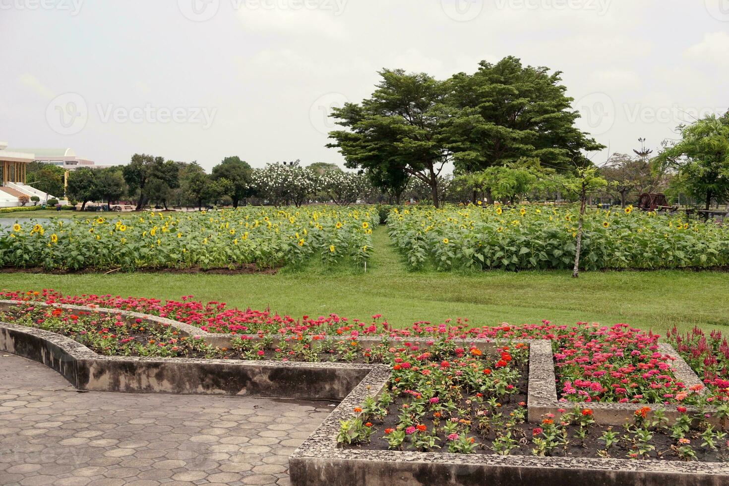 beautiful garden in the park photo