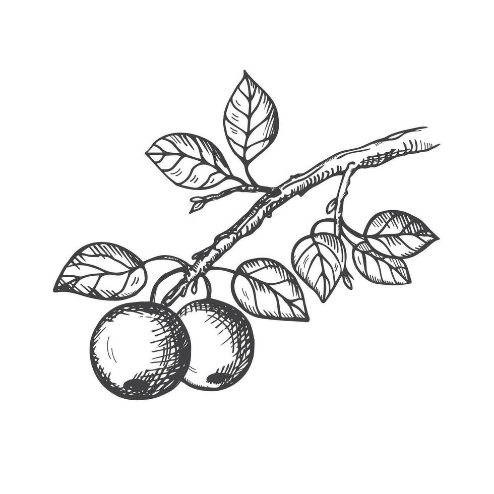 Apple tree branch with leaves and fruits drawing engraved vector illustration on isolated background. Hand drawn apples for logo, label, design, card, print. Gardening, organic product, healthy food