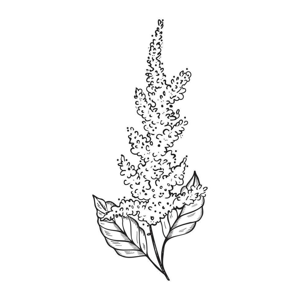 Amaranth plant hand drawn with engraving vector illustration on isolated background. Branch Pigweed flower, vegetarian nutrition, grains, agricultural,superfood. For print, design, paper, label, logo