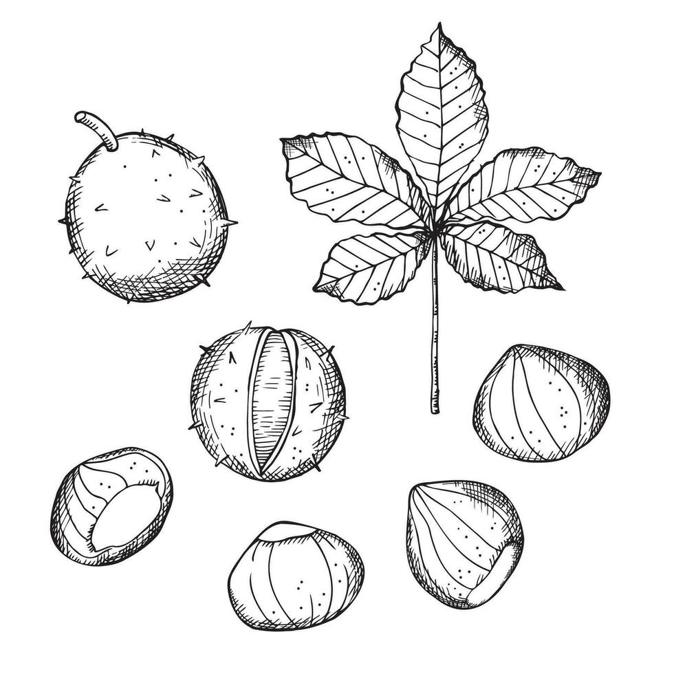 Chestnuts hand drawn sketch plant on isolated background. Drawing tree leaf, fruit for logo, design, template, card, print, paper, label.Organic product, food, wood,sweet chestnut. Vector illustration