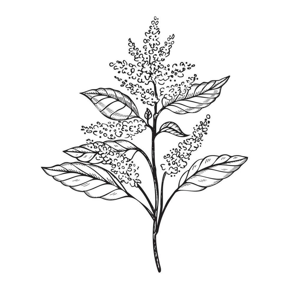 Amaranth plant drawing engraved vector illustration on isolated white background. Hand drawn branch Pigweed flower, vegetarian, nutrition, grains, agricultural. For print, design, paper, label, logo