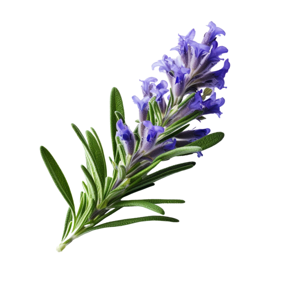 AI Generative lavender plants purple flowers transparent background ...