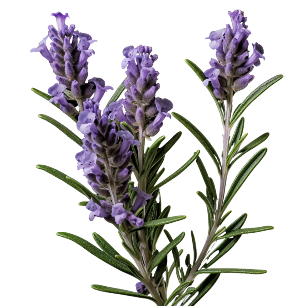 ai generativ Lavendel Pflanzen lila Blumen transparent Hintergrund png