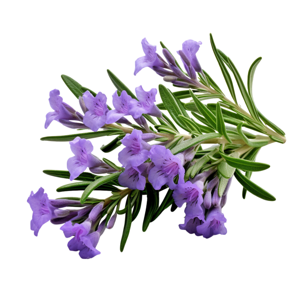 AI Generative lavender plants purple flowers transparent background ...