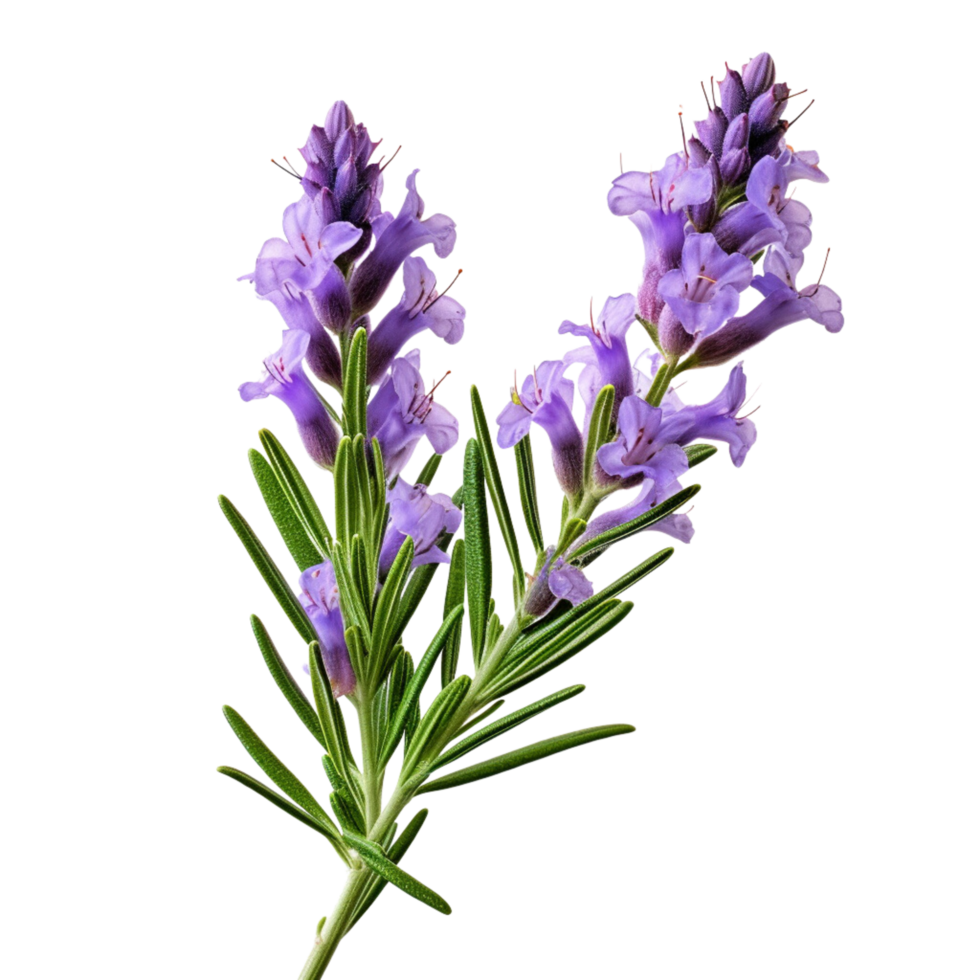 ai generativo lavanda plantas púrpura flores transparente antecedentes png