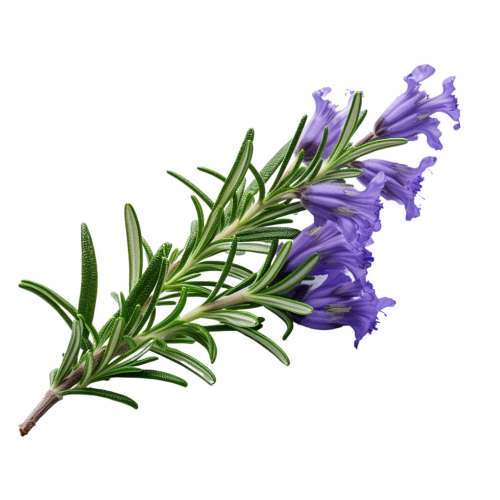 AI Generative lavender plants purple flowers transparent background ...