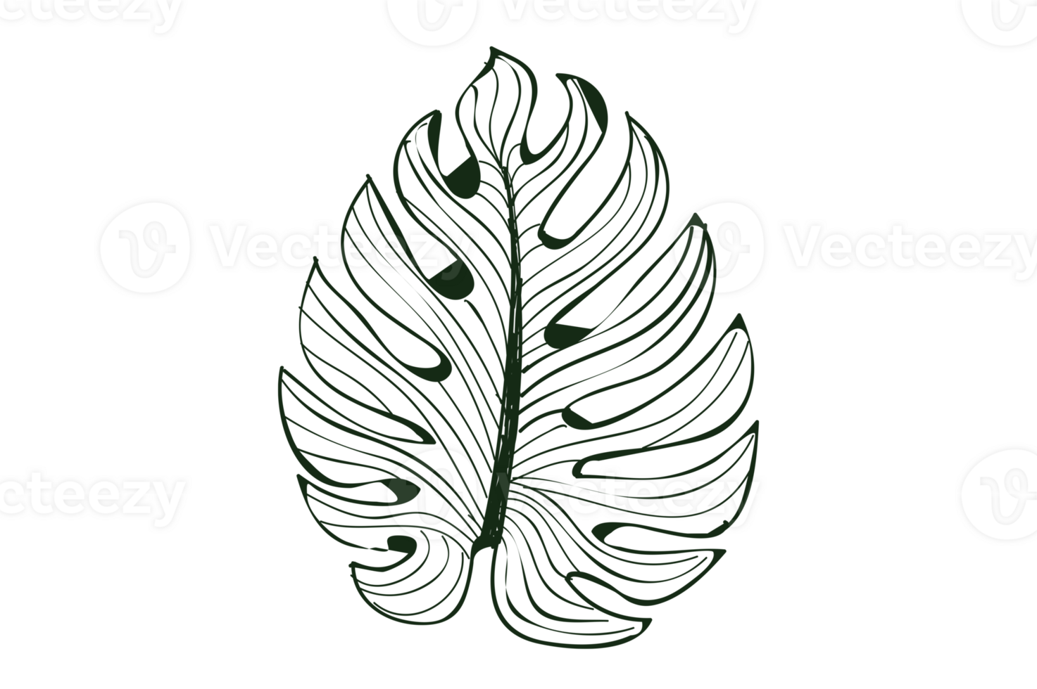 Monstera leaf pattern isolate on transparent background PNG file