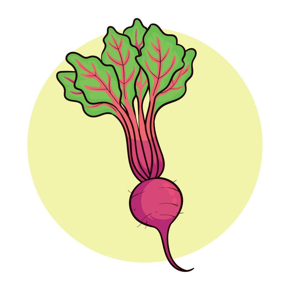 hand drawn beet plant vector