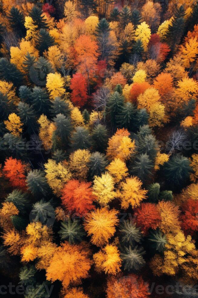 Aerial view of an enchanting autumn forest with vibrant hues of orange, red, and gold photo