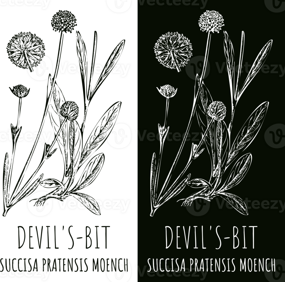 Drawings DEVIL'SBIT . Hand drawn illustration. Latin name SUCCISA