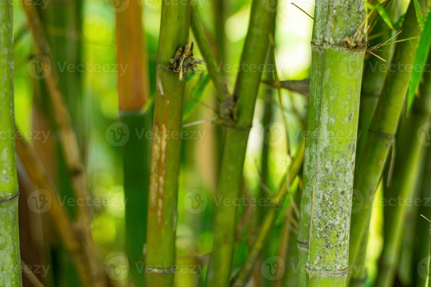 Green bamboo background photo