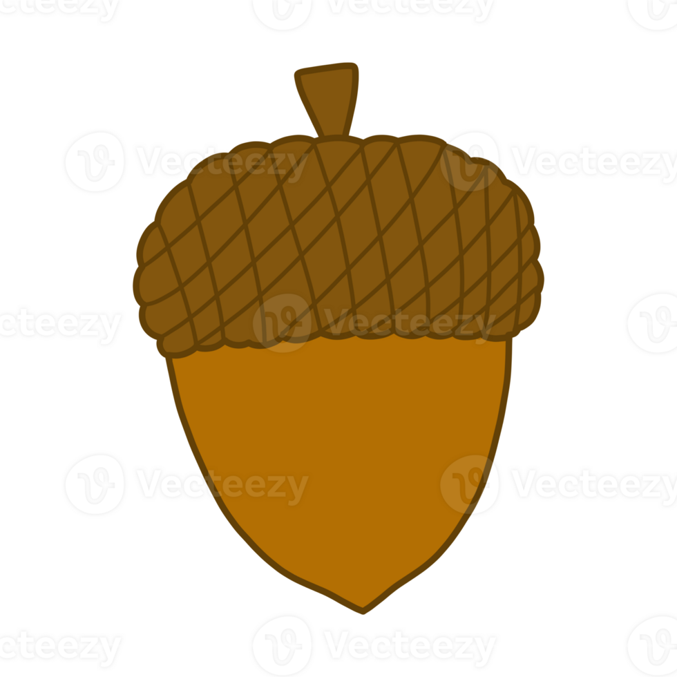 Illustration of Acorn png