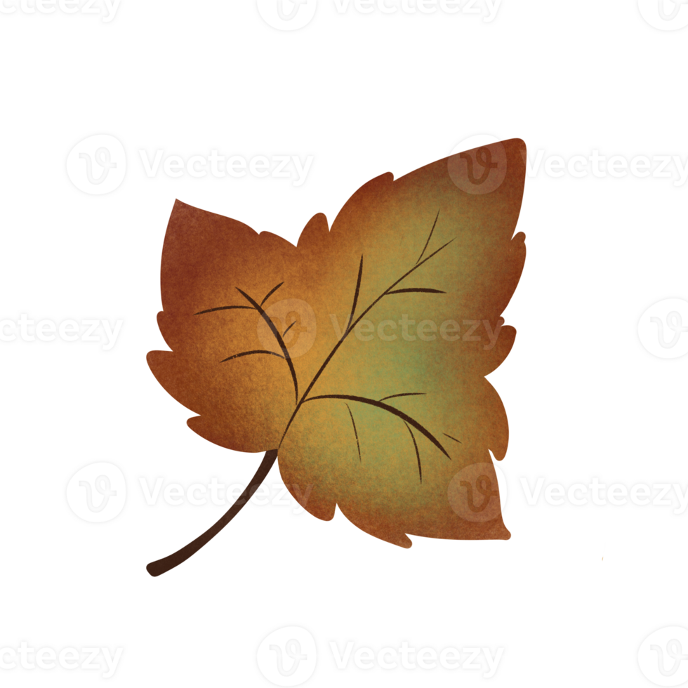 Red green dry maple leaf in Autumn, no background png