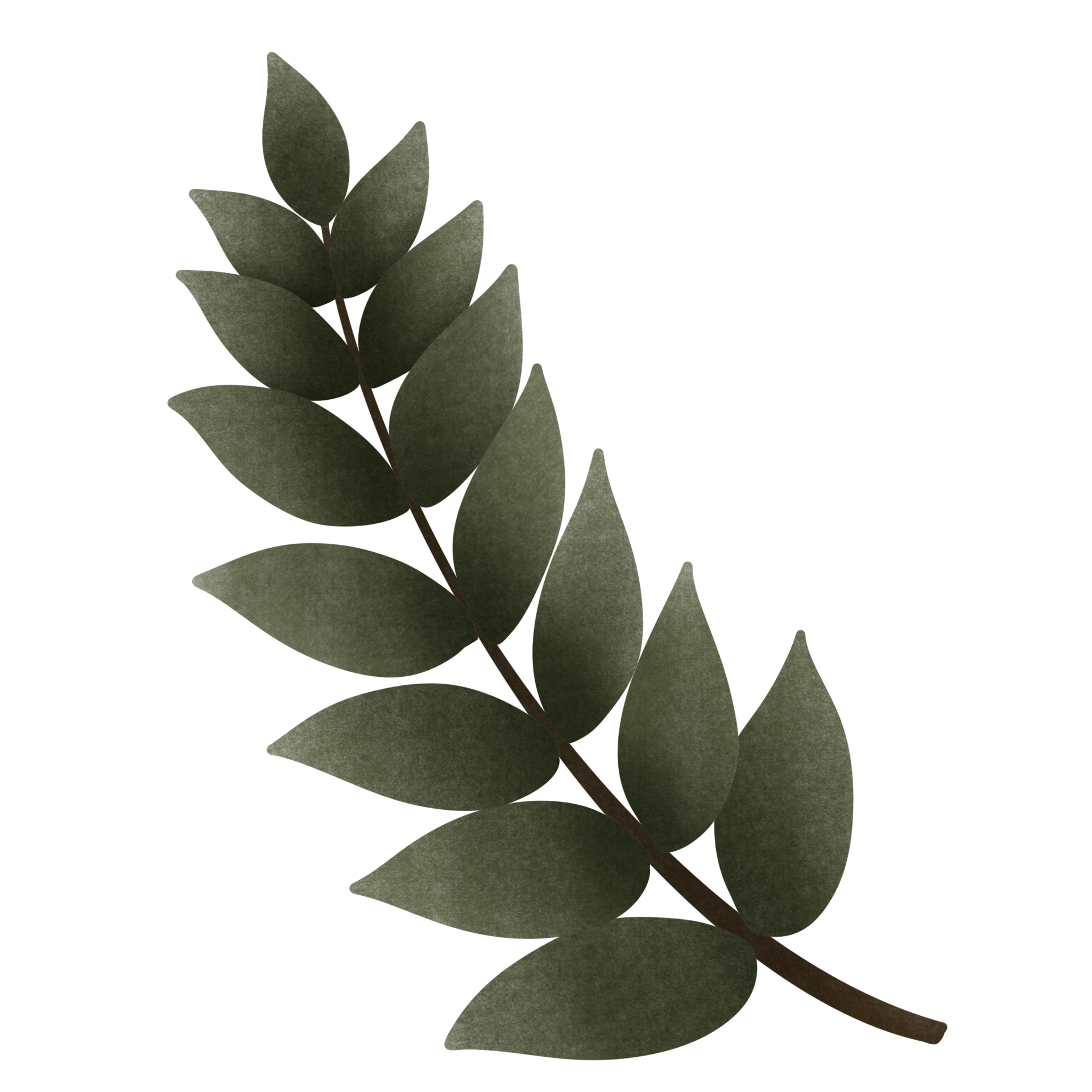 cartoon of green olive branch, no background, Autumn 28761391 PNG