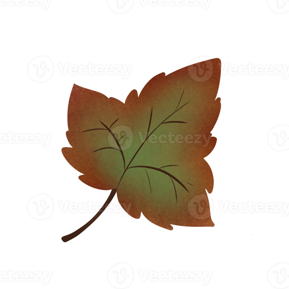Red green dry maple leaf in Autumn, no background png