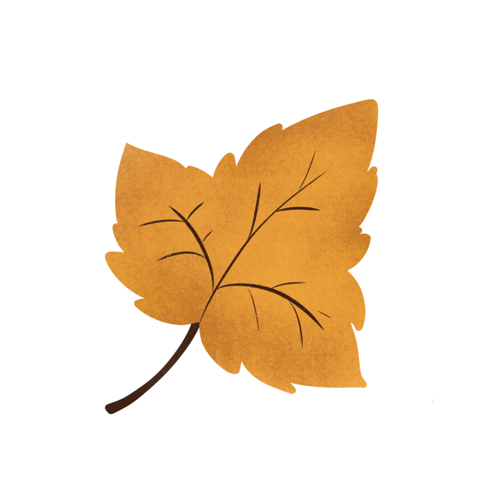 yellow dry maple leaf in Autumn, no background png