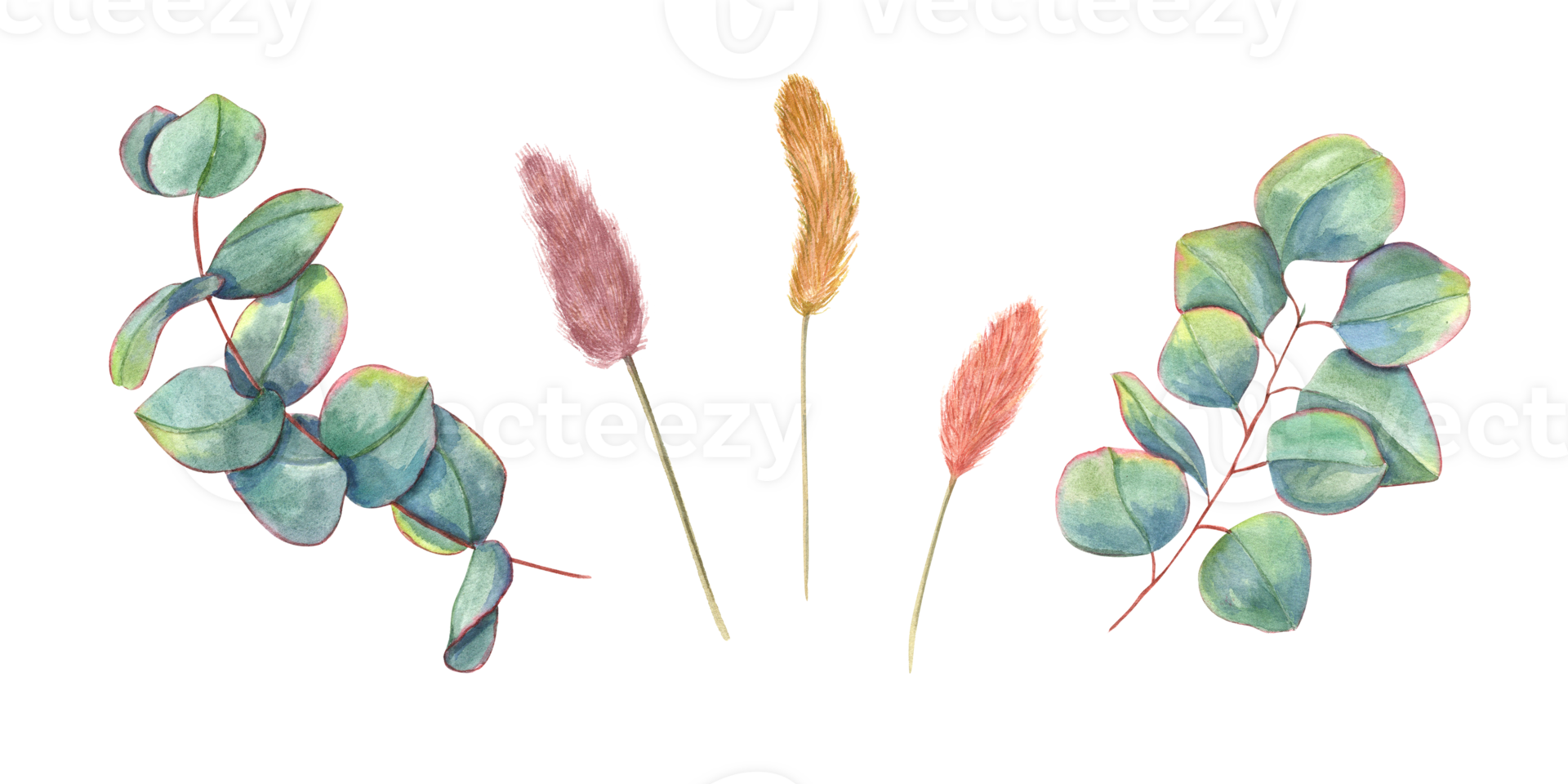 Set with eucalyptus leaves and lagurus spikelet. Greenery leaf and