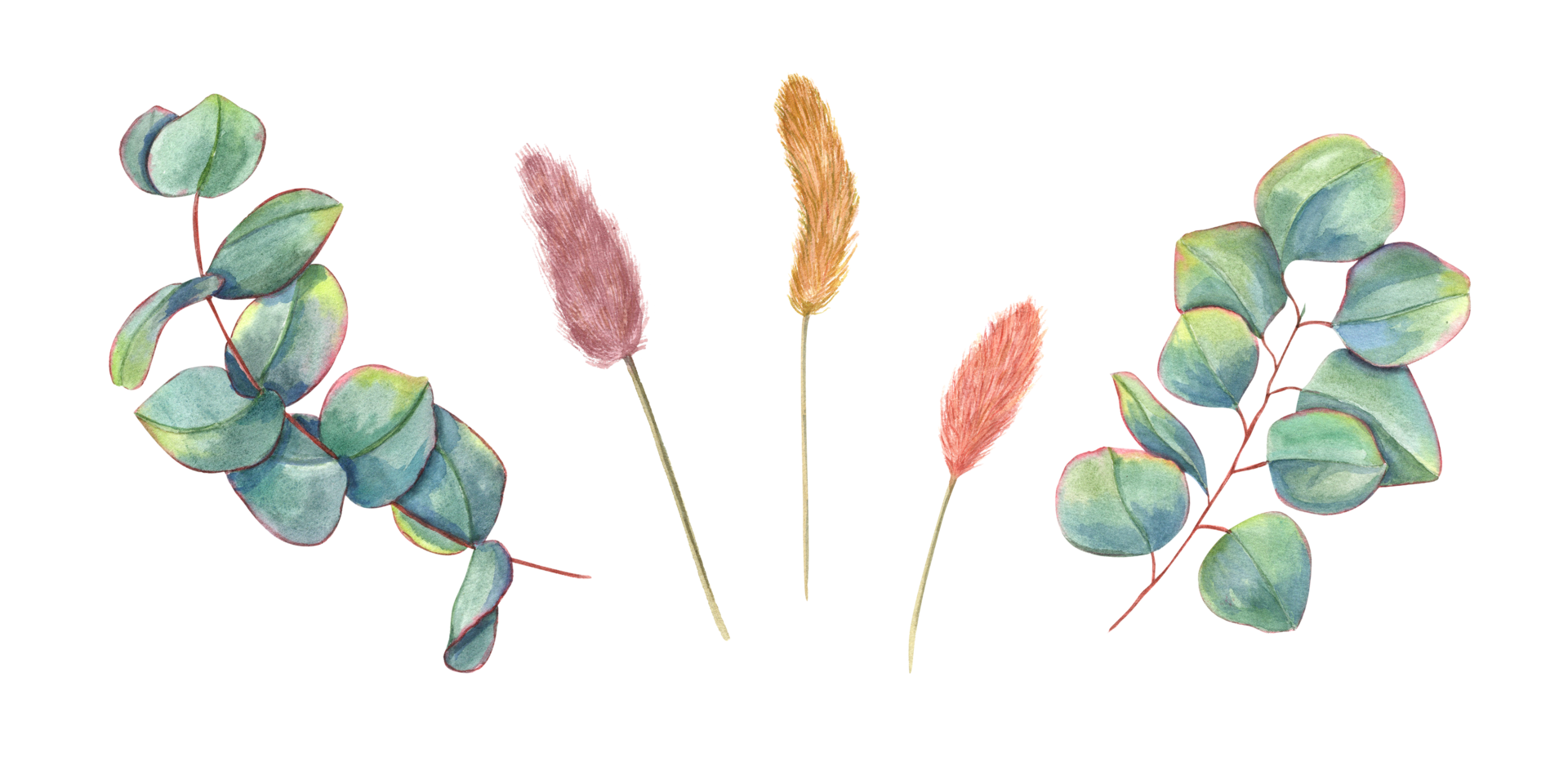 Set with eucalyptus leaves and lagurus spikelet. Greenery leaf and