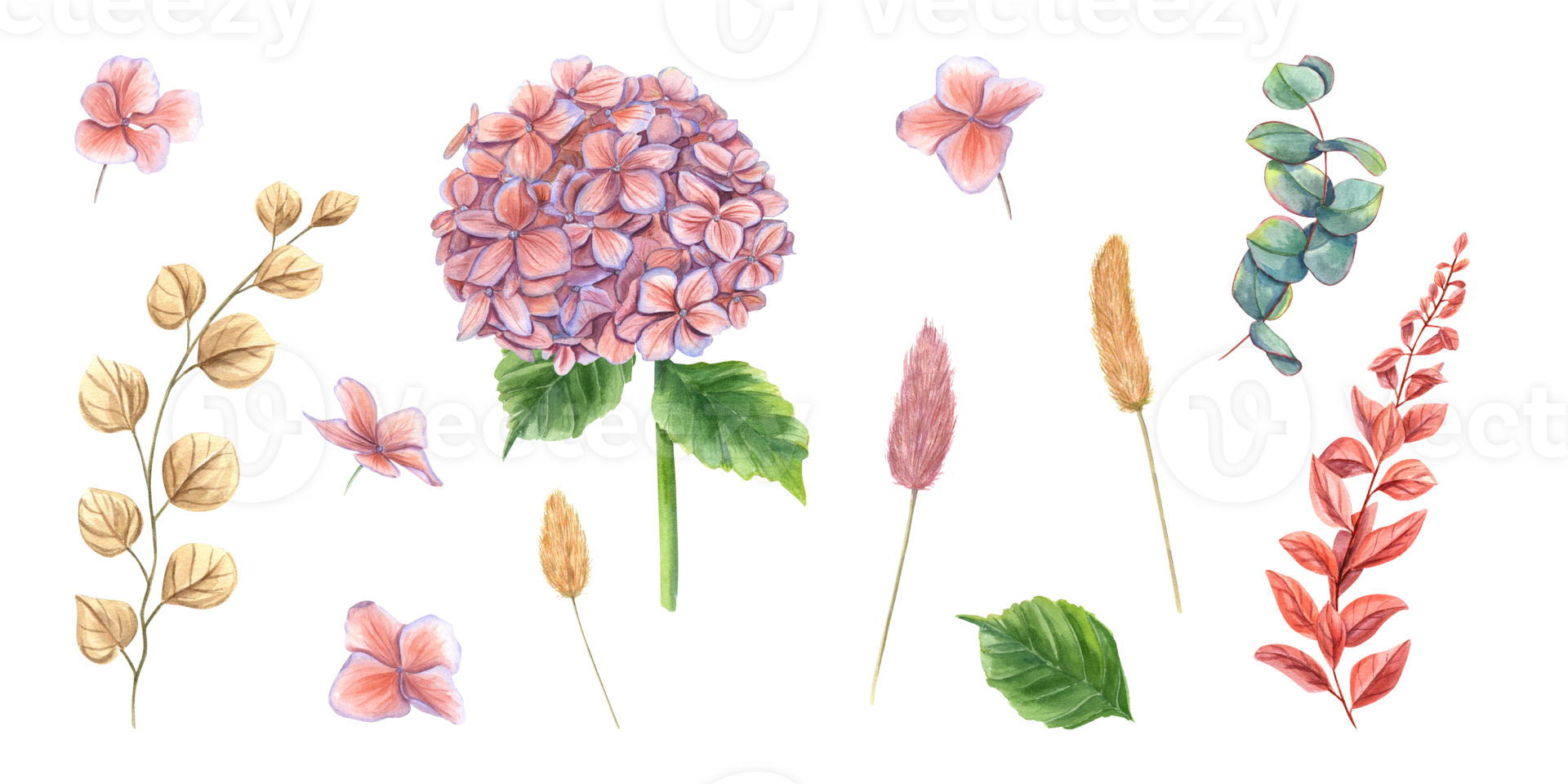 Set with hydrangea, eucalyptus, abstract plants, lagurus spikelet. Hortensia flowers. Perfect bright clipart in autumn trendy colors. Watercolor illustration for wedding design png