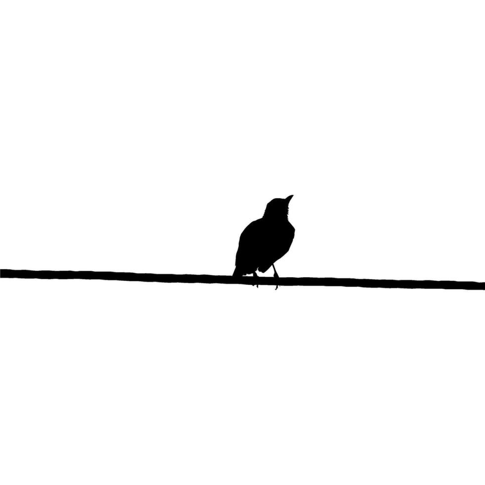 Silhouette of the Bird Perched on the Electrical Wire Base on my Photography. Vector Illustration