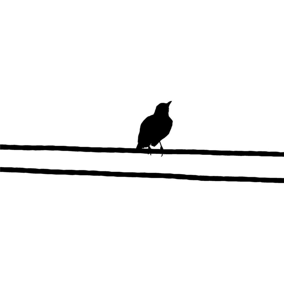 Silhouette of the Bird Perched on the Electrical Wire Base on my Photography. Vector Illustration