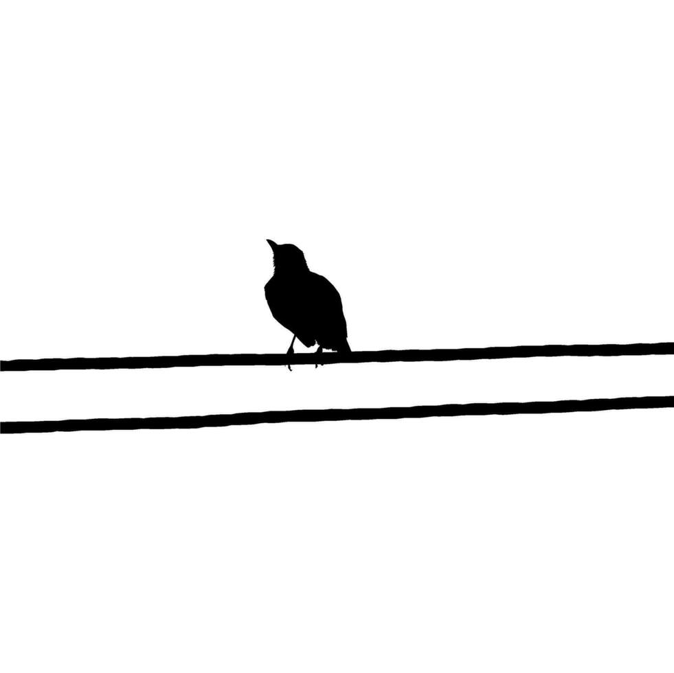 Silhouette of the Bird Perched on the Electrical Wire Base on my Photography. Vector Illustration