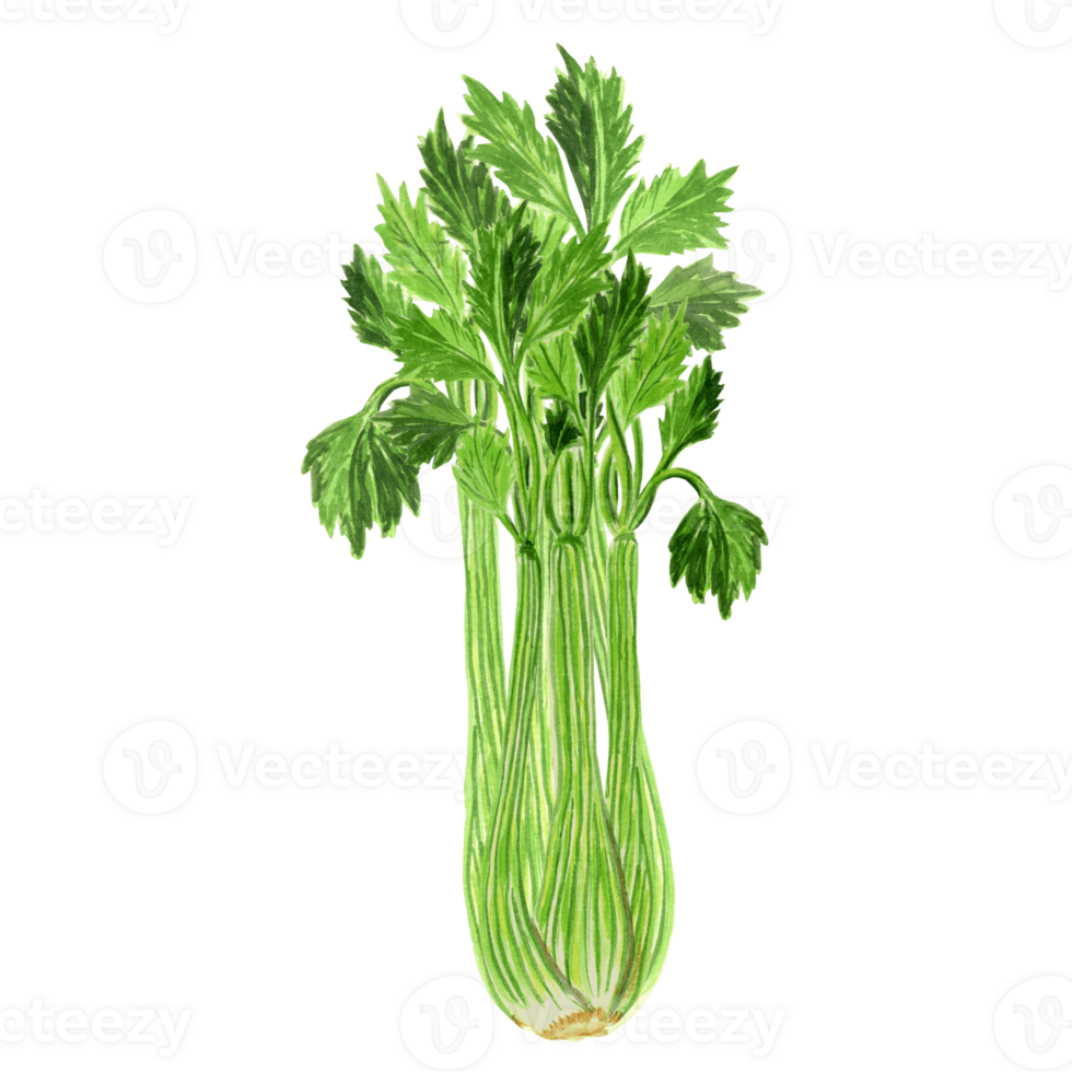Watercolor illustration of green celery . Hand drawn watercolor illustration PNG for design, fabrics, wrapping paper, wallpaper,  covers