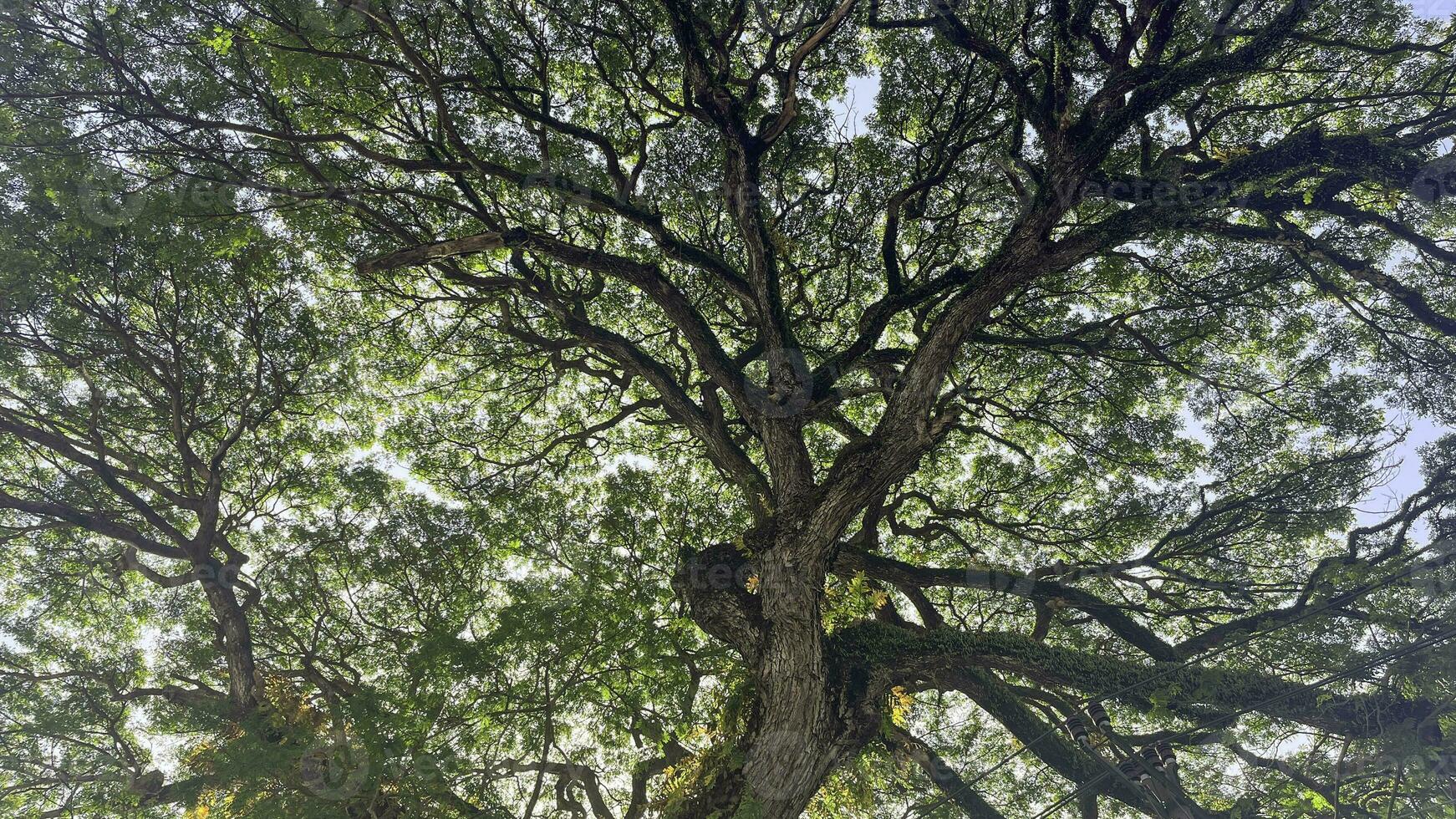 Bottom view up of big plane trees or Platanus in a park. Sunlight on the tree crown. Nature background. photo