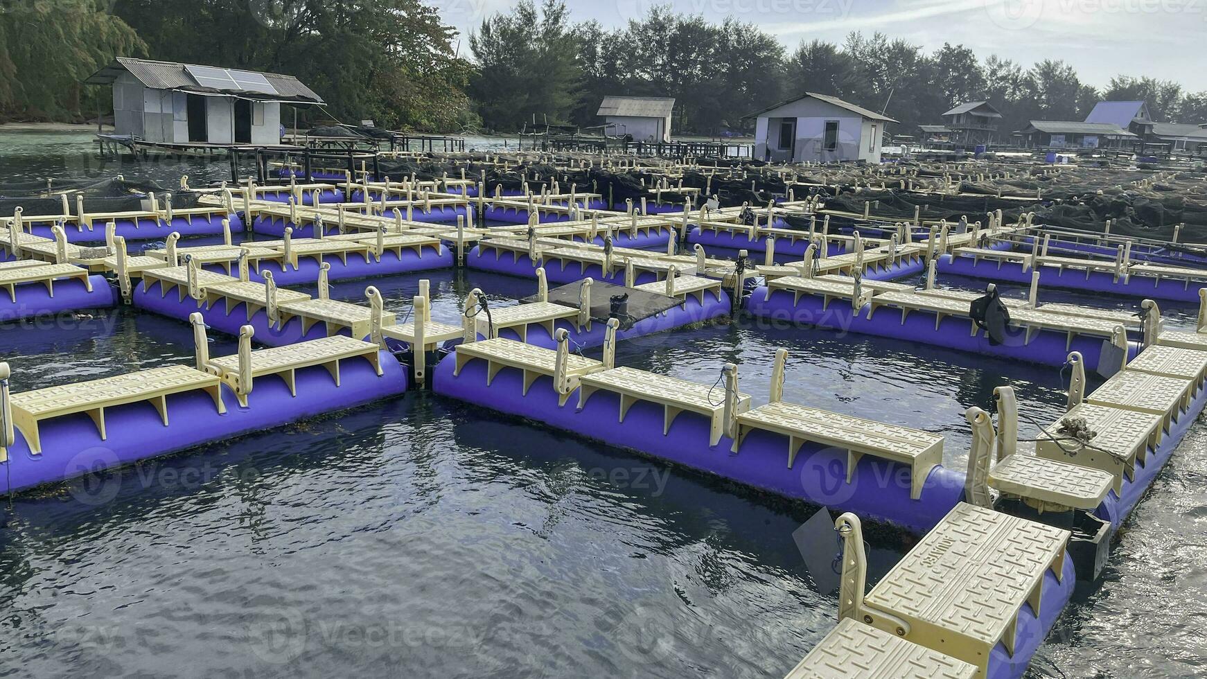 Cultivate fish on the pond such as cat fish is alternative to divers the food nutrition. photo
