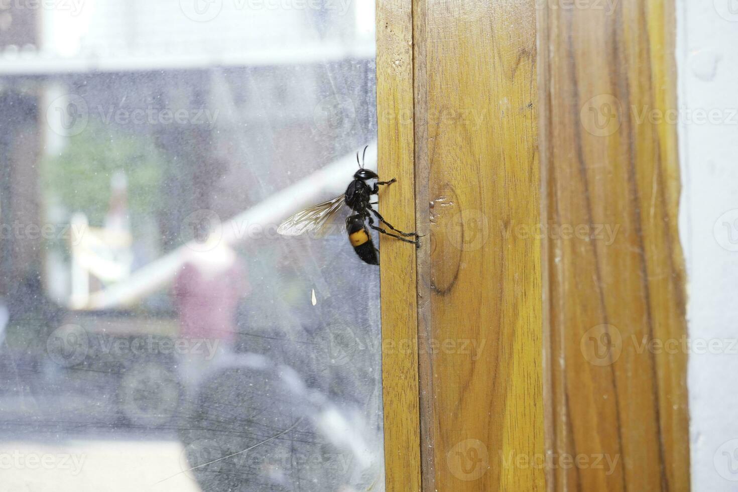A vespa bee flying near a window in the early spring. photo