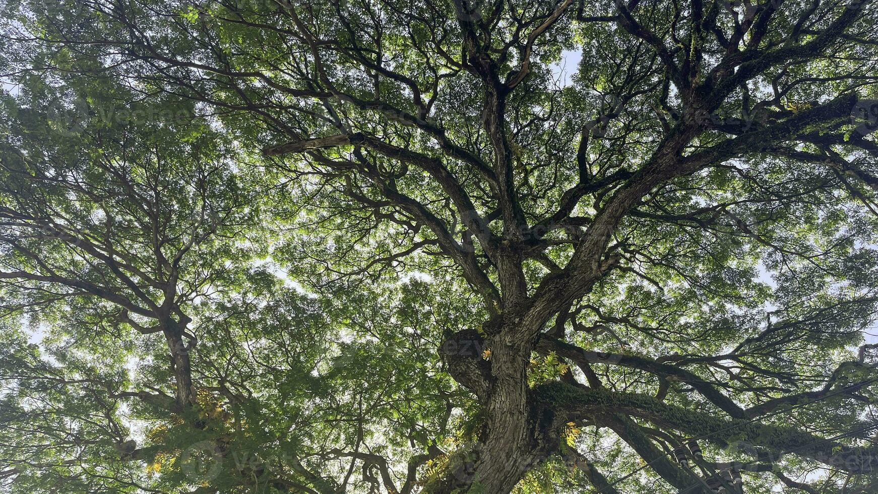 Bottom view up of big plane trees or Platanus in a park. Sunlight on the tree crown. Nature background. photo
